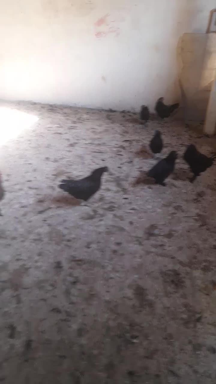 تخم مرغ سیاه * خروس سیاه جهت قربانی*|حیوانات مزرعه|مشکیندشت, |دیوار