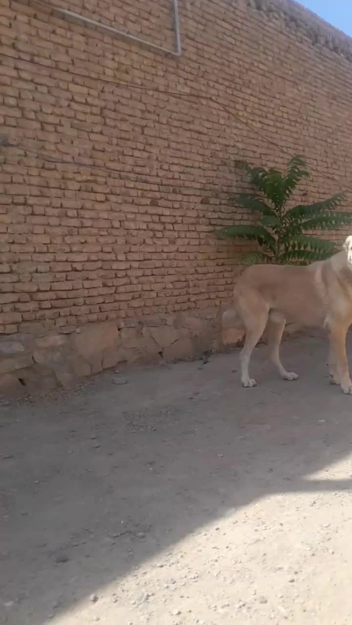 سگ گم شده|سگ|ملکان, |دیوار