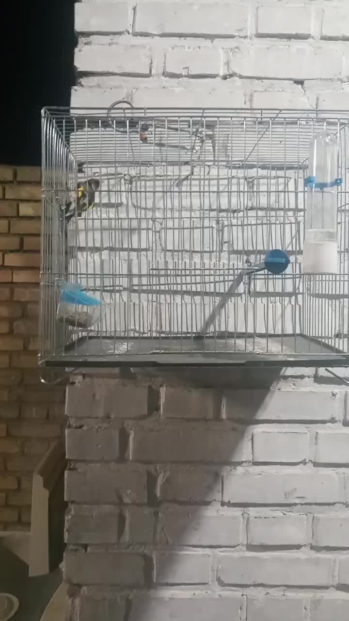 سهره سرخ وحش امسال|پرنده|اندیمشک, |دیوار