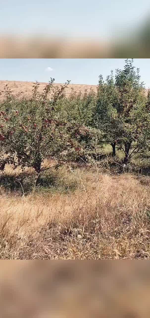 7000مترباغ معاوضه باملک درتبریز|فروش دفتر صنعتی، کشاورزی، تجاری|صوفیان, |دیوار