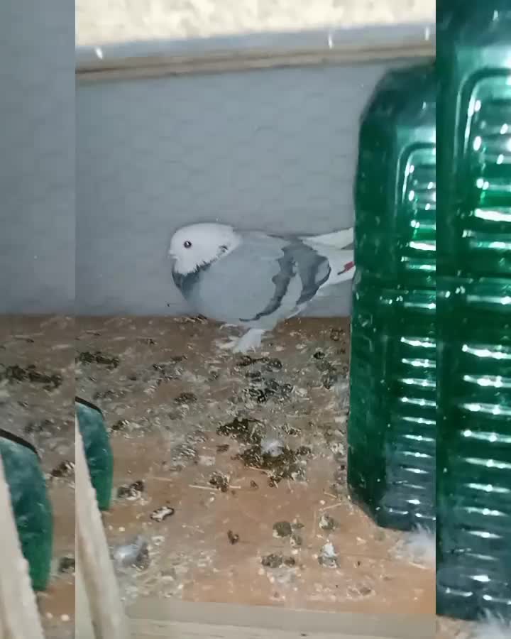 کبوتر شازده و ساتن غلتی|پرنده|تیران, |دیوار