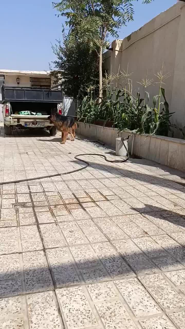 ژرمن شولاین موبلند|سگ|محمدشهر, علی آباد گونه|دیوار