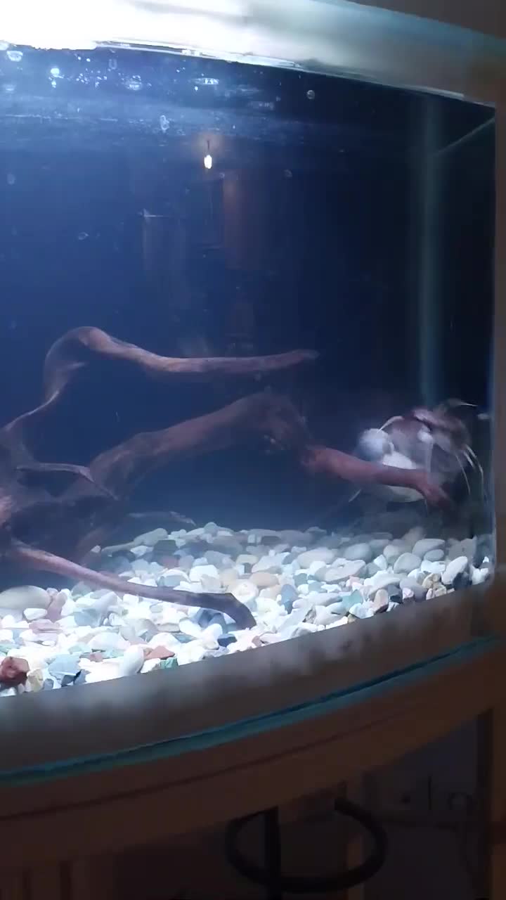 فروش یک عدد ماهی کت افریقایی|ماهی|صدرا-فارس, فاز ۱|دیوار