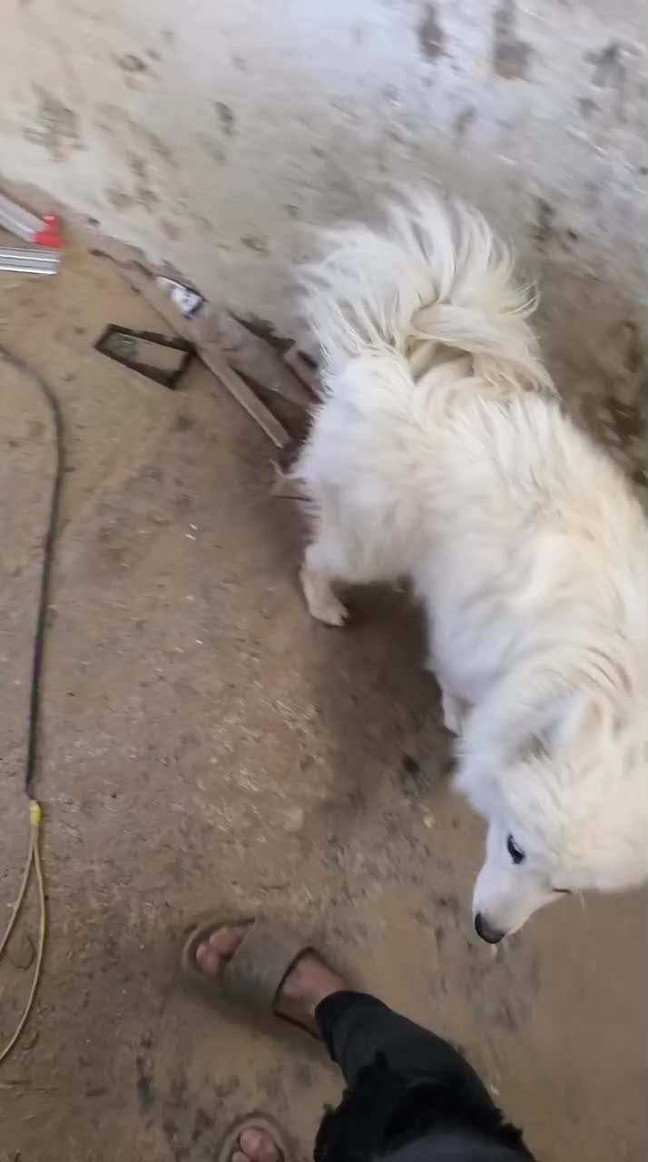 سگ سامویید گمشده|سگ|بهارستان, |دیوار