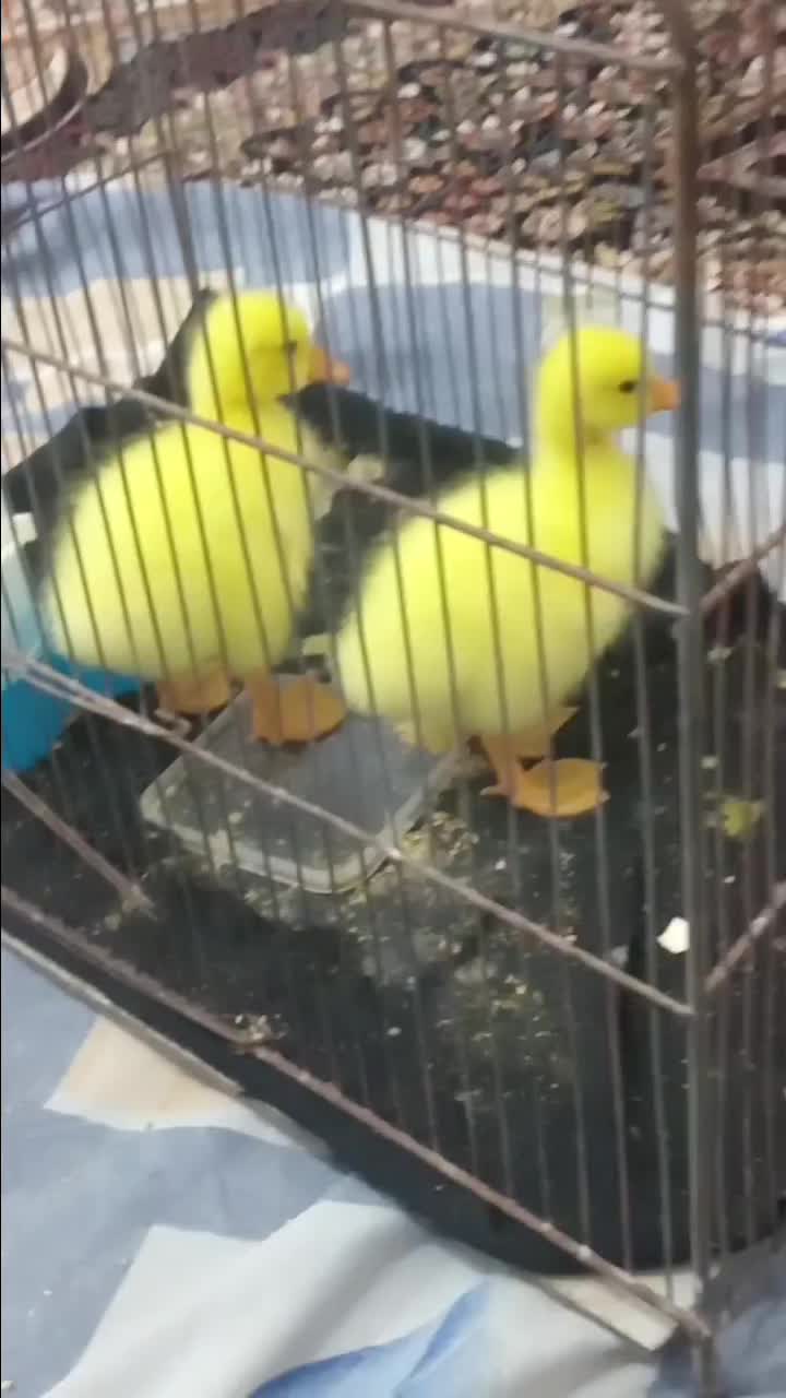 جوجه قوغاز|حیوانات مزرعه|نیشابور, مبارکه|دیوار