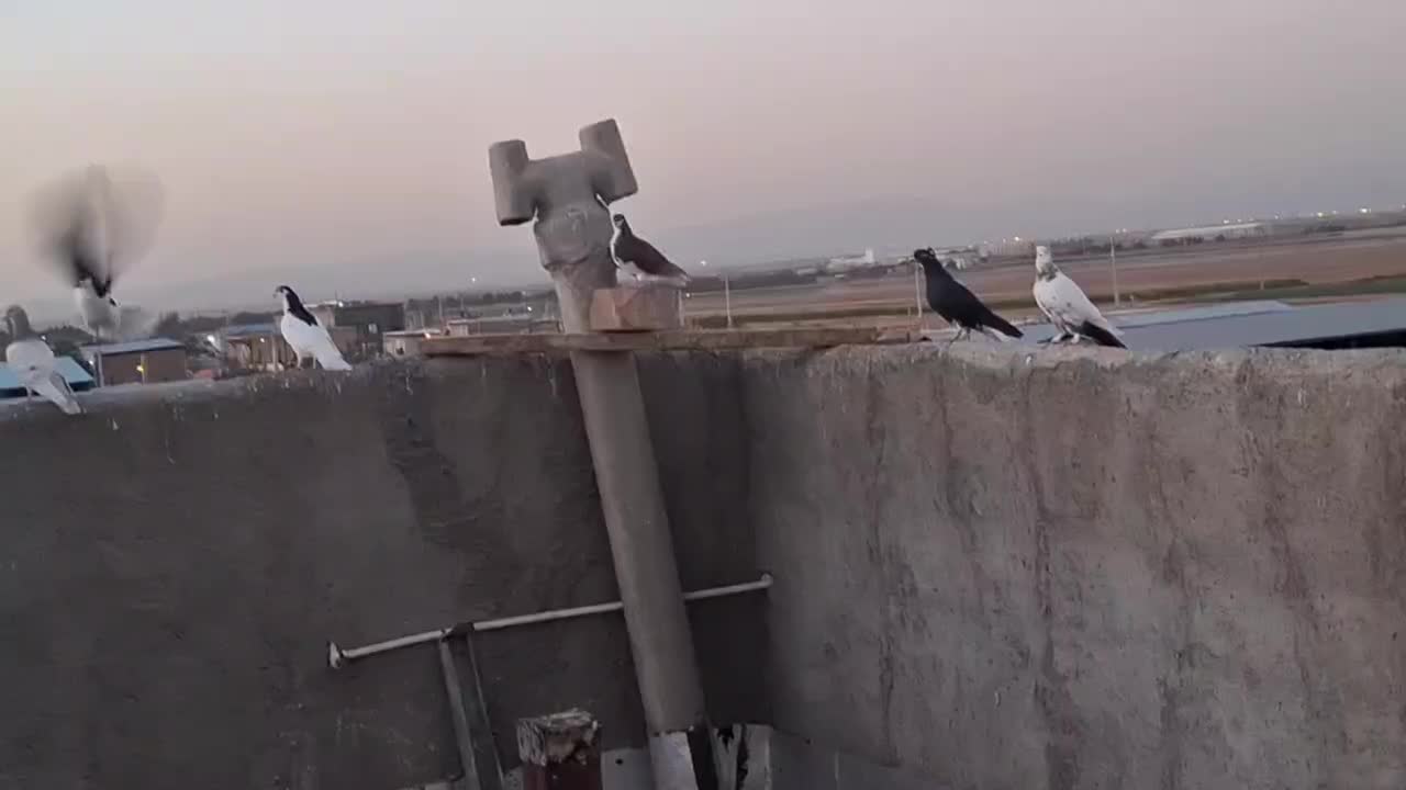 کبوتر رنگی پرشی|پرنده|تاکستان, |دیوار