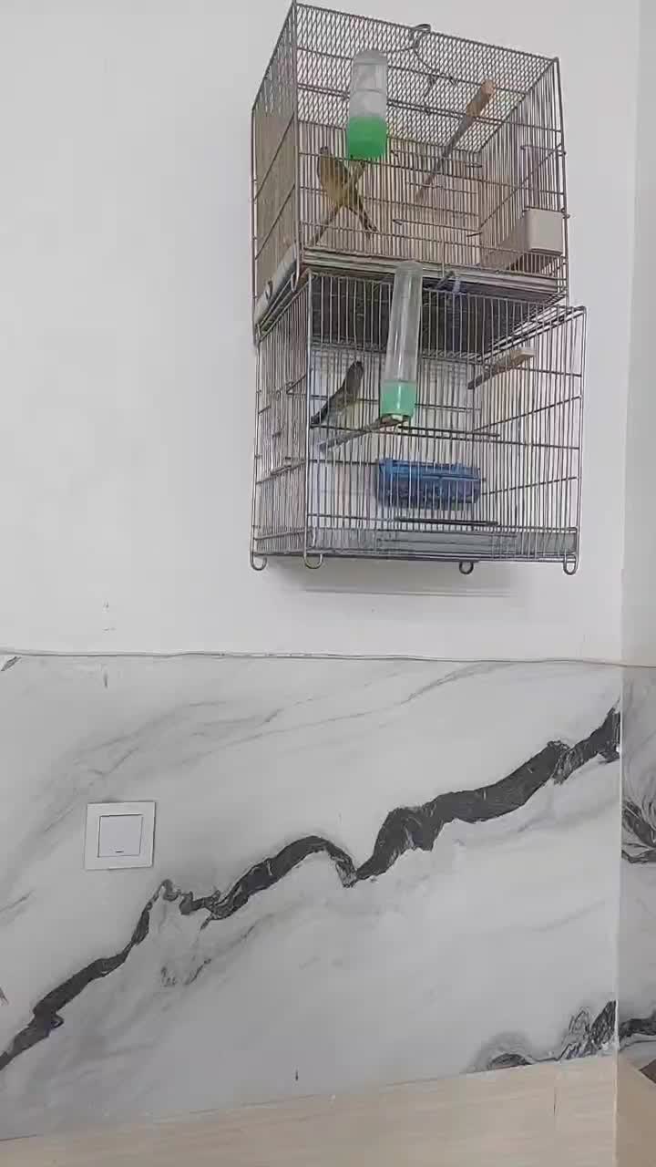 سهرقناری وچهارعددقفس غلامی|پرنده|مشهد, کشف|دیوار