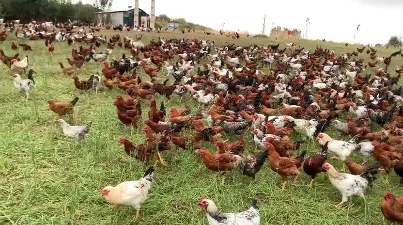 تخم مرغ محلی|خوردنی و آشامیدنی|سنندج, |دیوار