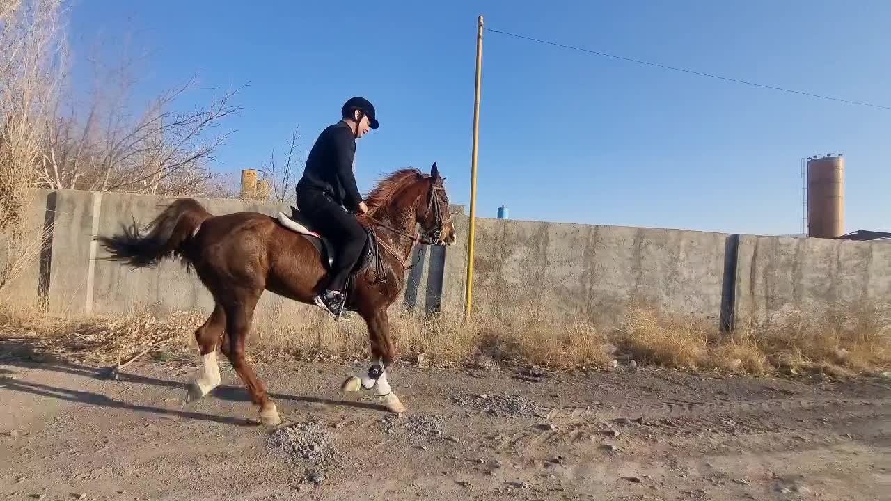 مادیان دره شوری درجه یک|اسب و تجهیزات اسبسواری|اصفهان, شاهد|دیوار