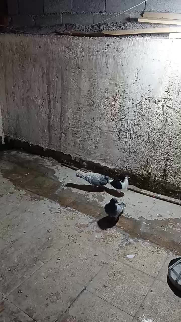 پرنده کفتر ۳ عدد جفتگاه قلدر پرشی المانی رنگه ساده|پرنده|مشهد, کشف|دیوار