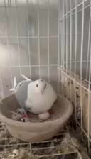 کبوتر|حیوانات|شیراز, شهرک قمشه|دیوار