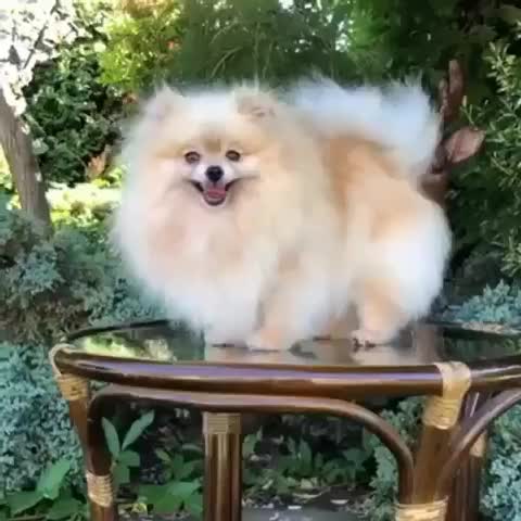 توله پامرانین خرسی بوفیس|سگ|شهریار, شهریار|دیوار