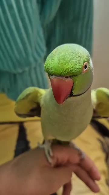 طوطی ملنگو نر جوان سخنگو|پرنده|رامسر, |دیوار