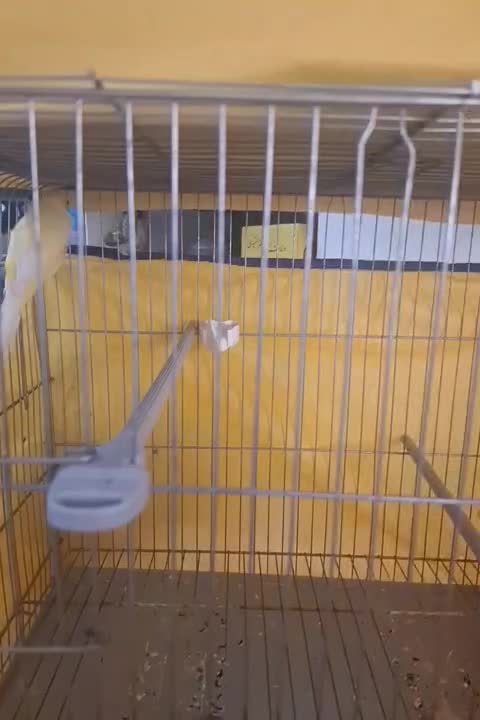 قناری نر درشت|پرنده|همدان, |دیوار