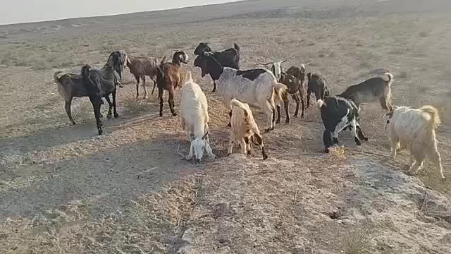 بزو بزغاله ملاثانی روستای..|حیوانات مزرعه|باوی, |دیوار