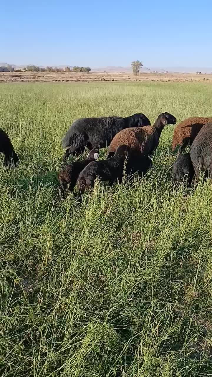 قوچ قره قزل|حیوانات مزرعه|رزن, |دیوار