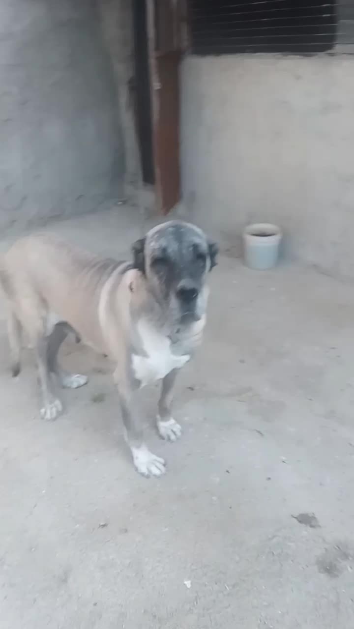 سگ ماده سرابی اصیل|سگ|اسلام‌شهر, باغ فیض|دیوار