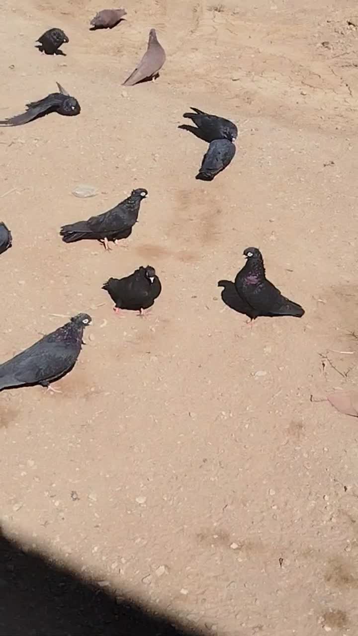 زاغ آبادانی قیل چشم نک سفید|پرنده|زیباشهر, |دیوار