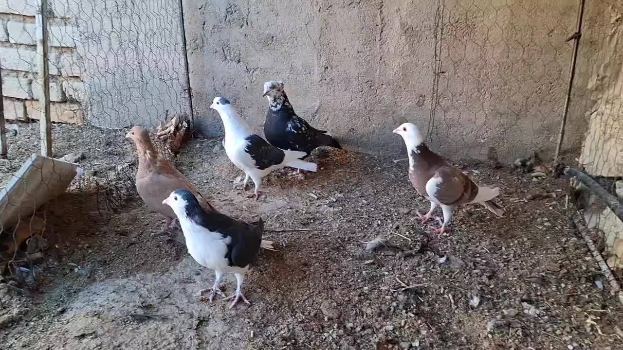 کفتر پرشی|پرنده|قهستان, |دیوار