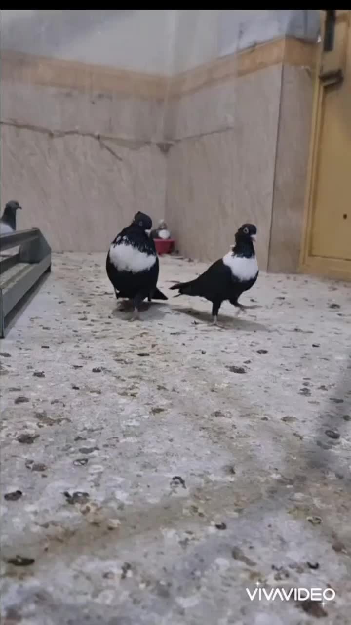 جفت طوق سفید درجه1|پرنده|برازجان, |دیوار