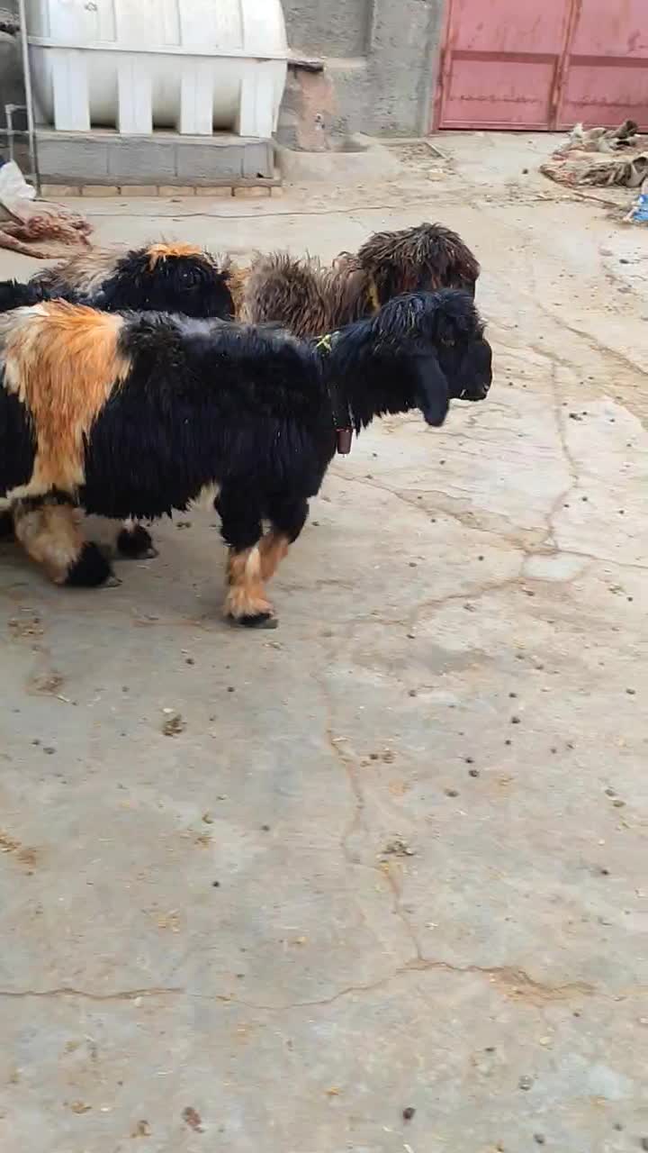 بره.میش.بز|حیوانات مزرعه|خمینی‌شهر, |دیوار