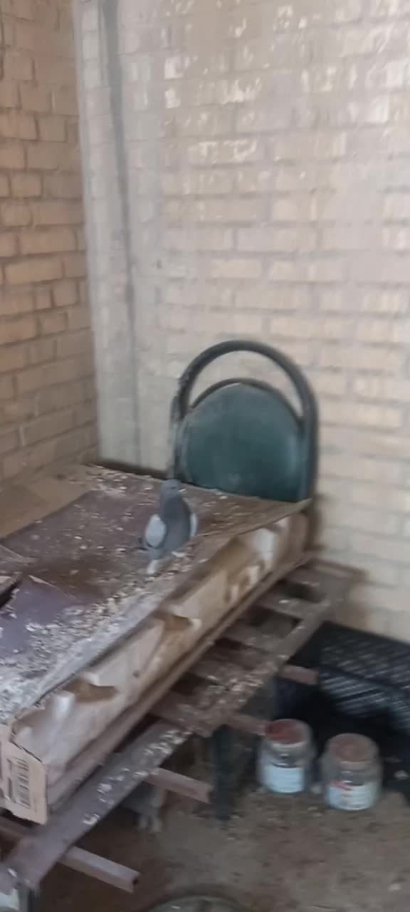 ماده برچباز با جوجه یه بند|پرنده|بهبهان, |دیوار