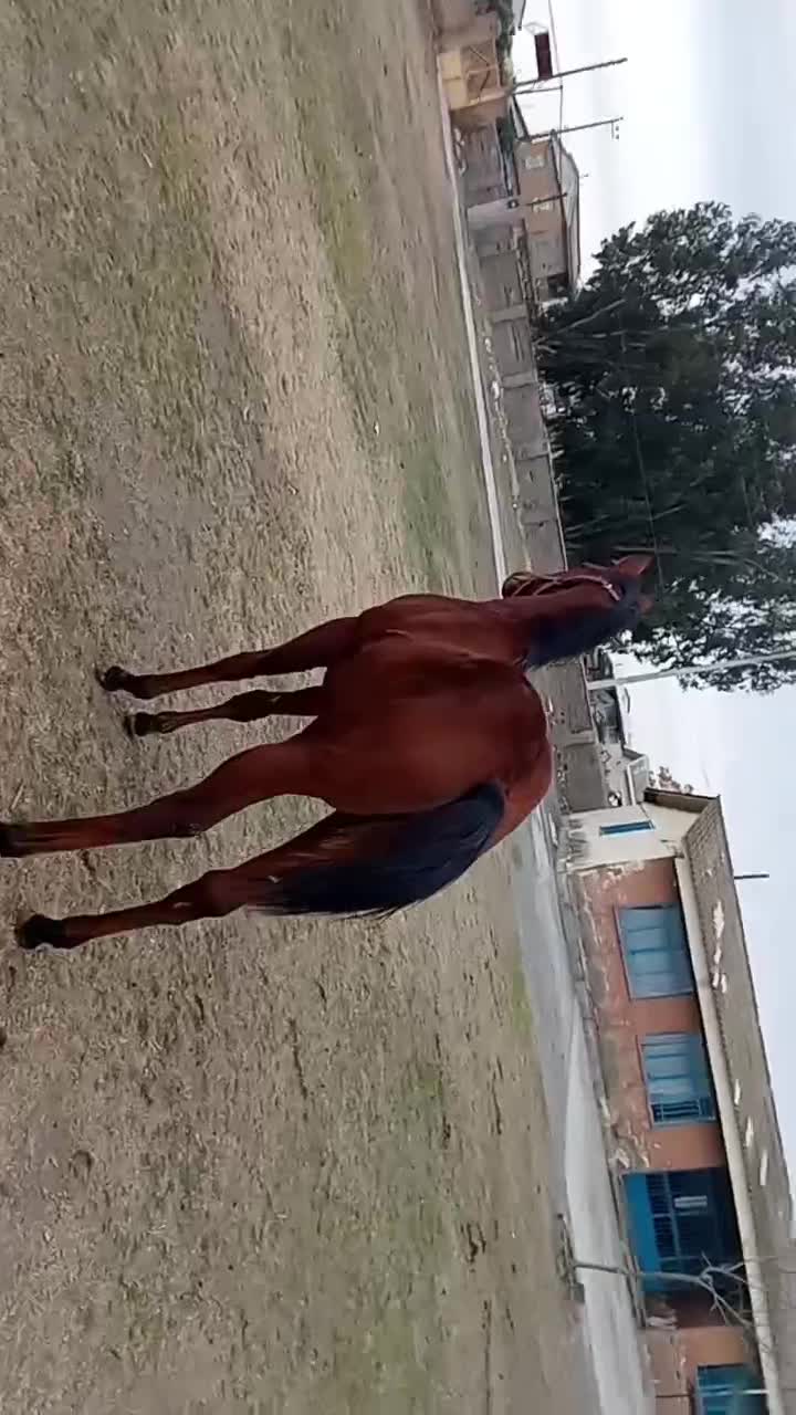 اسب نریان 8ماهه|اسب و تجهیزات اسب‌سواری|سیمین شهر, |دیوار