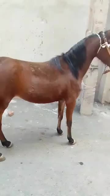 کره اسب جوان سه ساله|اسب و تجهیزات اسب‌سواری|تبریز, |دیوار