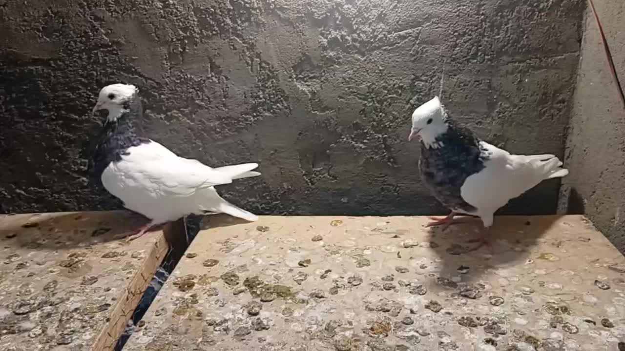 کفتر طوقی سرکه ای نر|پرنده|شوشتر, |دیوار