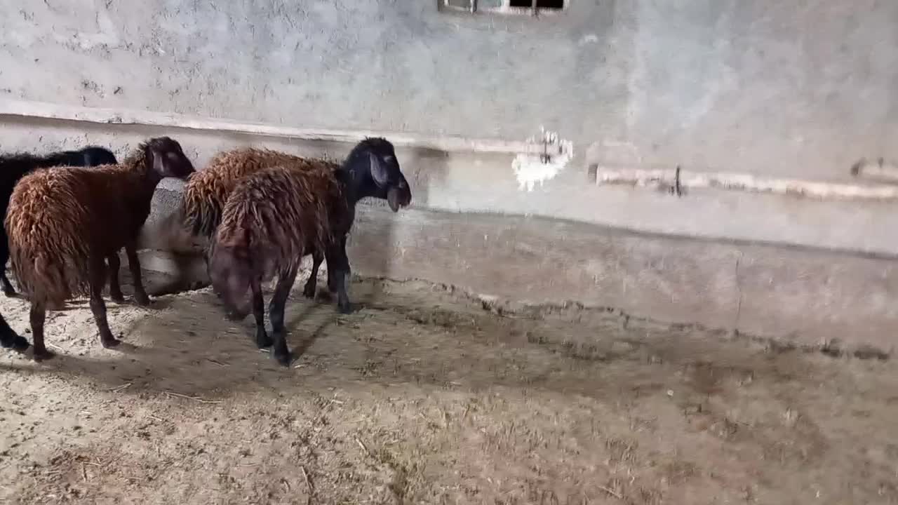 بره|حیوانات مزرعه|شیروان (لرستان), |دیوار