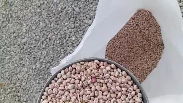 لوبیا چیتی صادراتی|عمده‌فروشی|رشت, بازار|دیوار