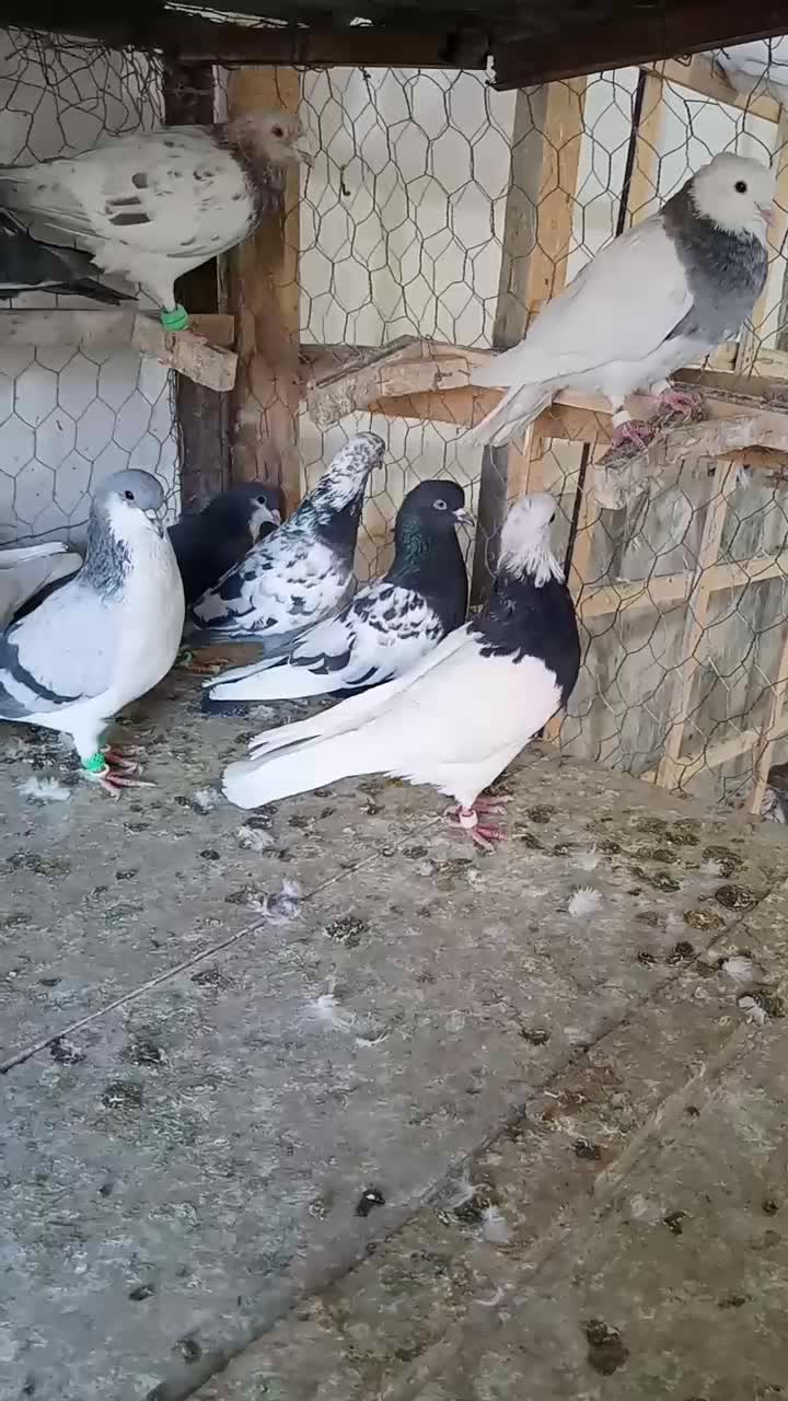 کبوتر بوم|پرنده|چناران, |دیوار