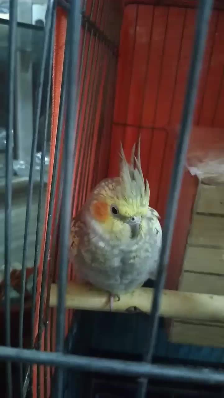 عروس هلندی|پرنده|ماهدشت, |دیوار