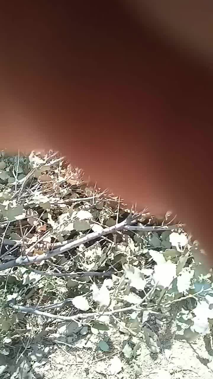 انجیر بومی|خوردنی و آشامیدنی|لردگان, |دیوار