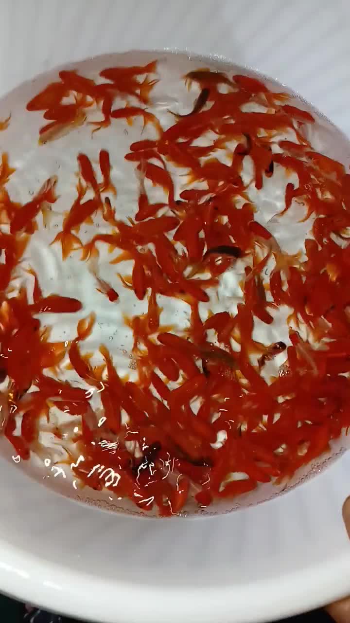 ماهی قرمز|ماهی|یزد, |دیوار