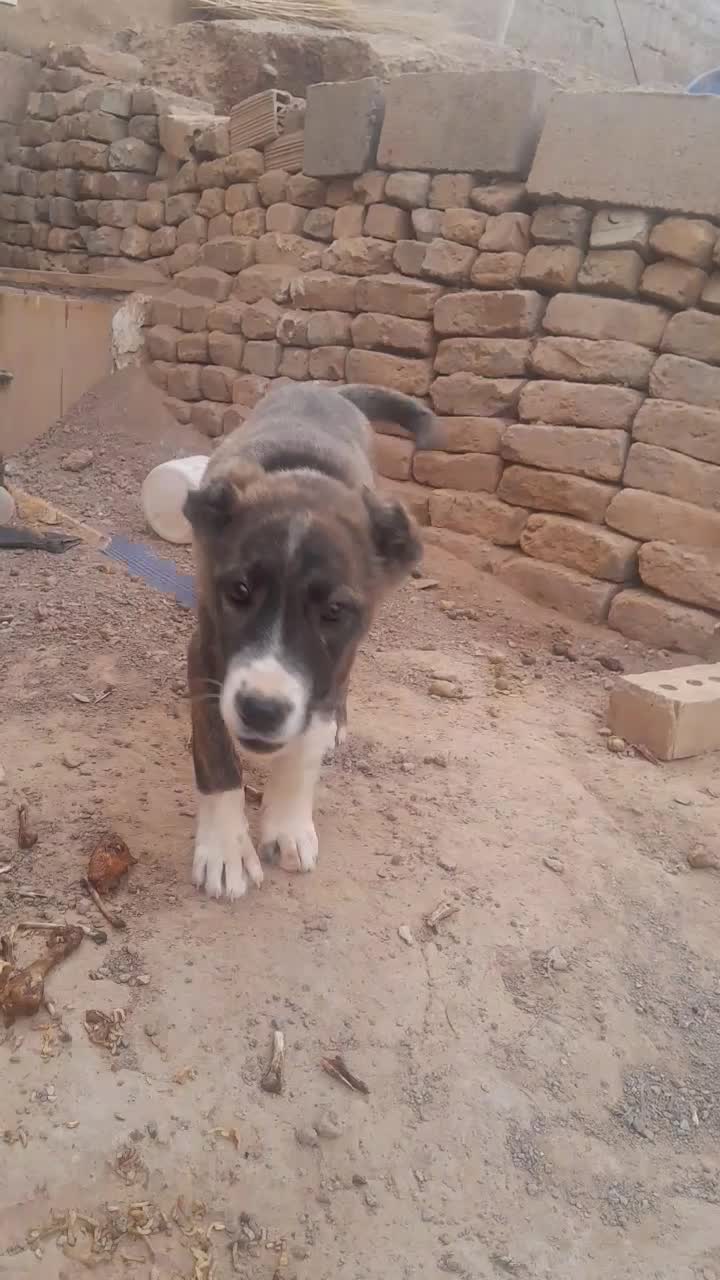 کوچوک ماده|سگ|تربت جام, شیخ احمد جامی|دیوار