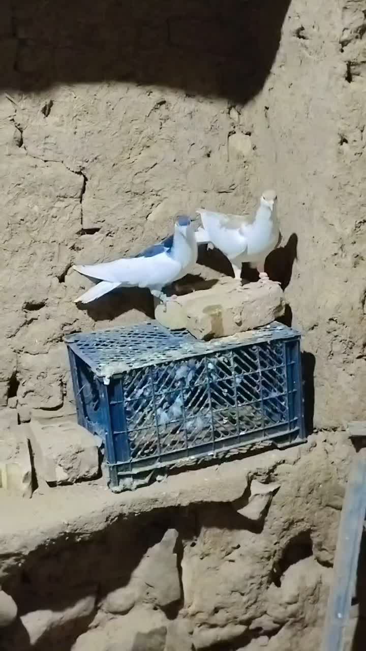 رنگه چپ|پرنده|تربتحیدریه, حاجی یار|دیوار