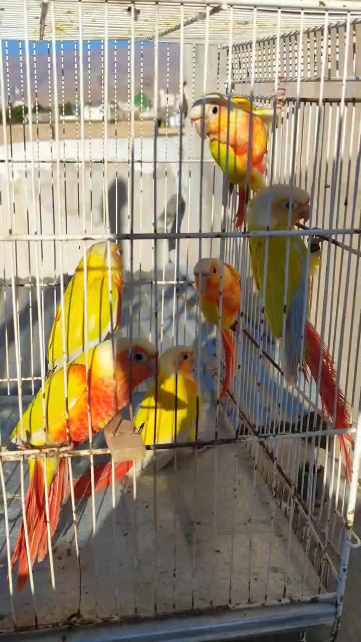 ردچیک راهب طوطی سرلاکی و دونخور|پرنده|اسفراین, |دیوار