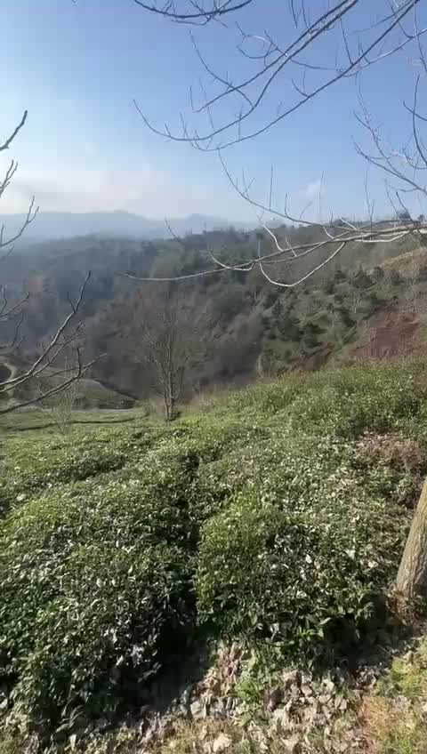 باغ زیبای چای|فروش دفتر صنعتی، کشاورزی، تجاری|لاهیجان, لیل|دیوار