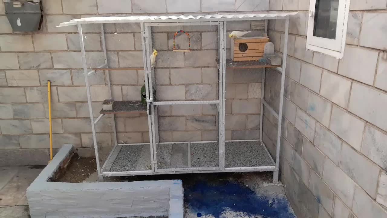 پرنده و قفس|پرنده|تهران, مینای شمالی (مخبر)|دیوار