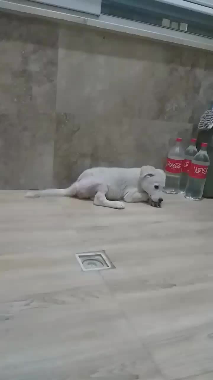 واگذاری  رایگان|سگ|مشکین‌دشت, |دیوار