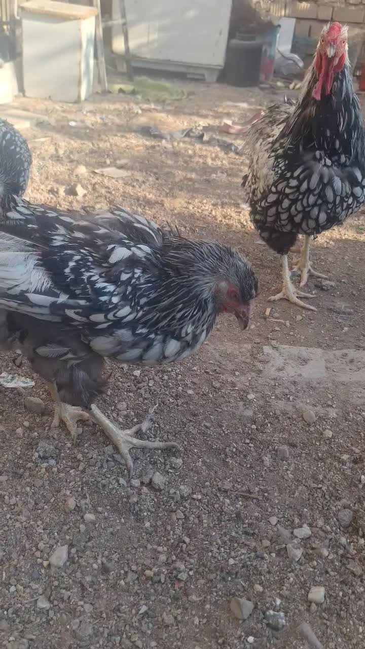 مرغ و خروس ویاندوت|حیوانات مزرعه|شیراز, رکنآباد|دیوار