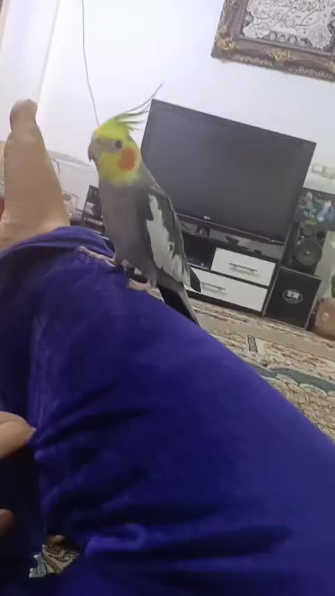 فروش استثنای سه فرشته خانگی فول دستی صحبتی بالوازم|پرنده|کاشمر, |دیوار