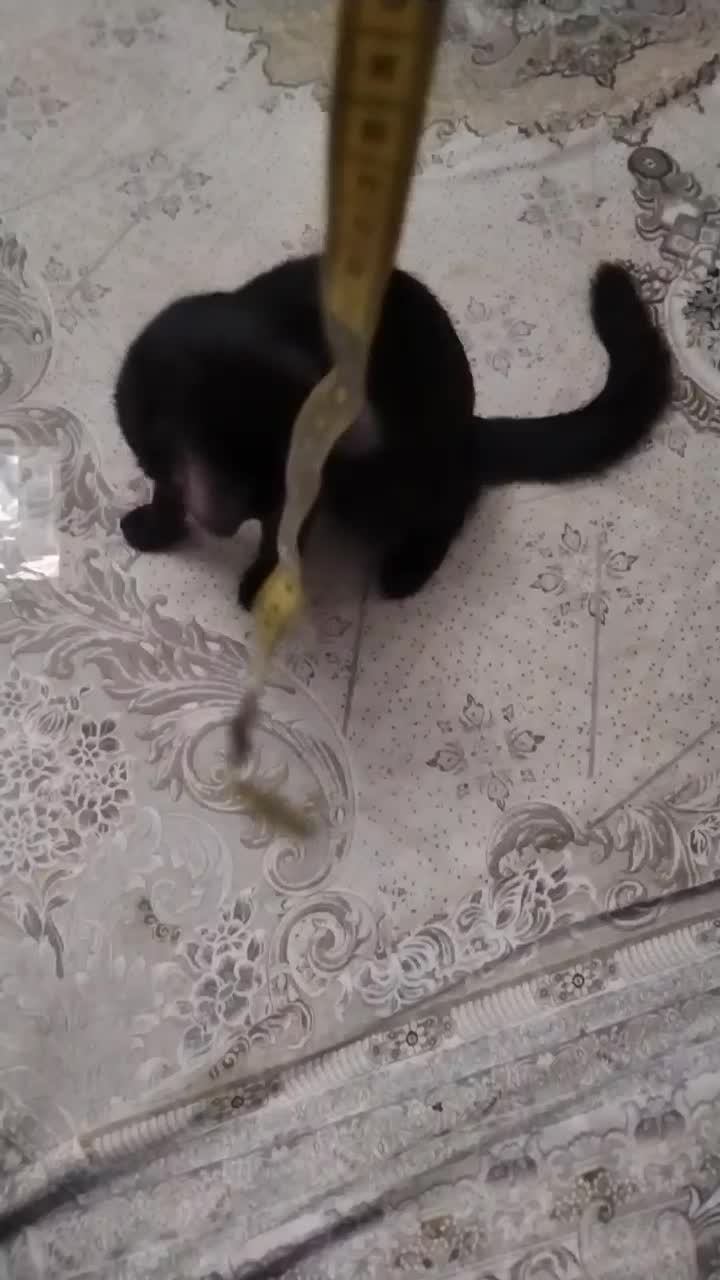 واگذاری گربه|گربه|رباطکریم, مسکن مهر آبشناسان|دیوار