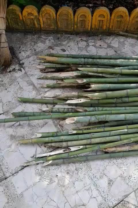 نی خیزران صاف وبلند|گل و گیاه طبیعی|گوراب زرمیخ, |دیوار