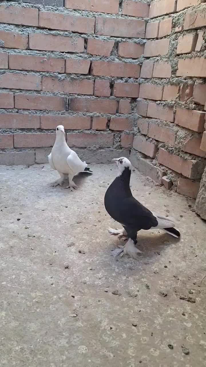 کبوتر زینتی|پرنده|سراوان, |دیوار