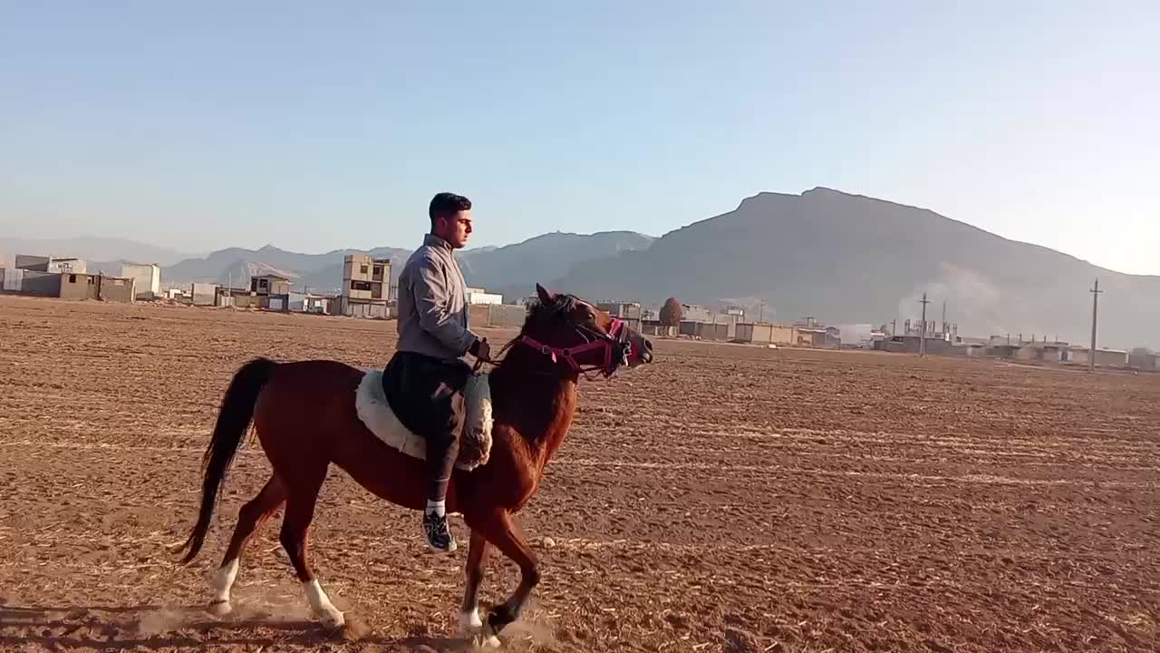 اسب و کره اسب|اسب و تجهیزات اسبسواری|خرمآباد, |دیوار