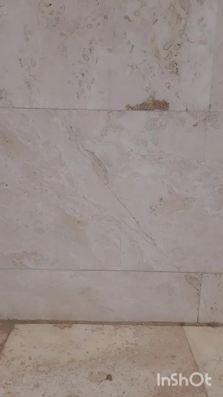 کبوتر پرشی|پرنده|محلات, |دیوار