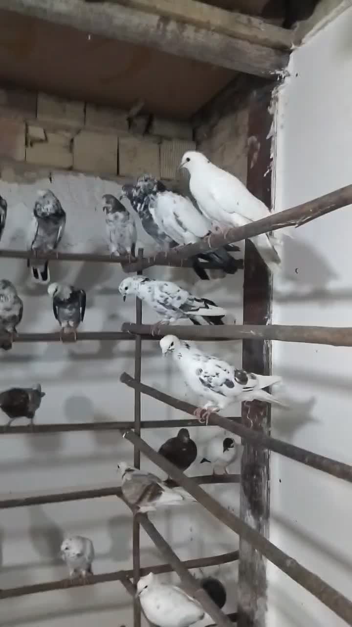 کفتر قم جمعه رسید آنتیک پرنده سرای کیان جدا کن|پرنده|کرج, خرمدشت|دیوار