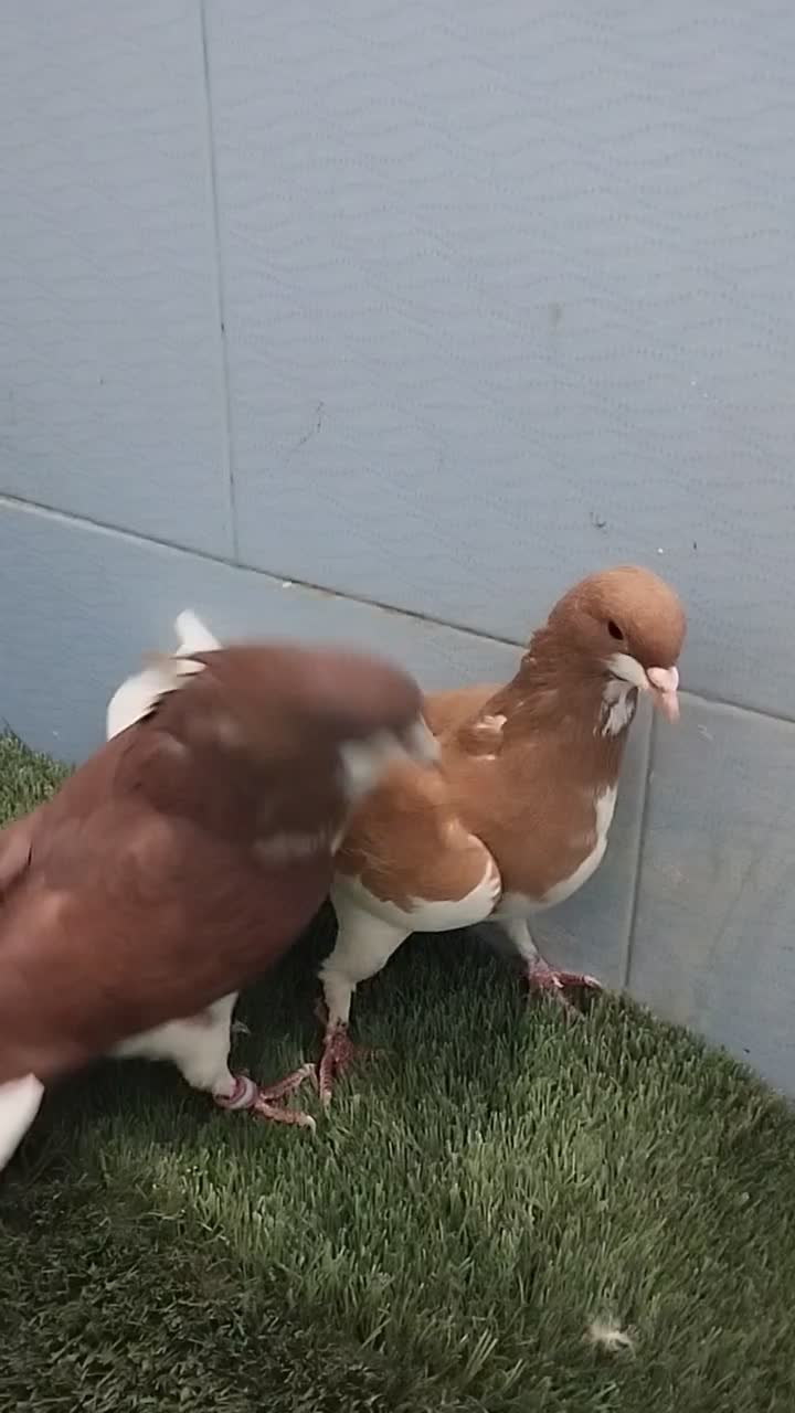 کبوتر شهری|پرنده|مرودشت, ثبت احوال|دیوار